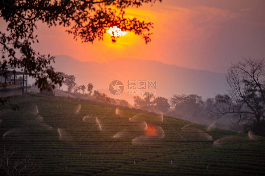 日落日出时间茶叶种图片