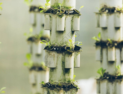 植物在水培系统中培养图片