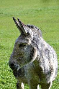 一个小驴子背景图片