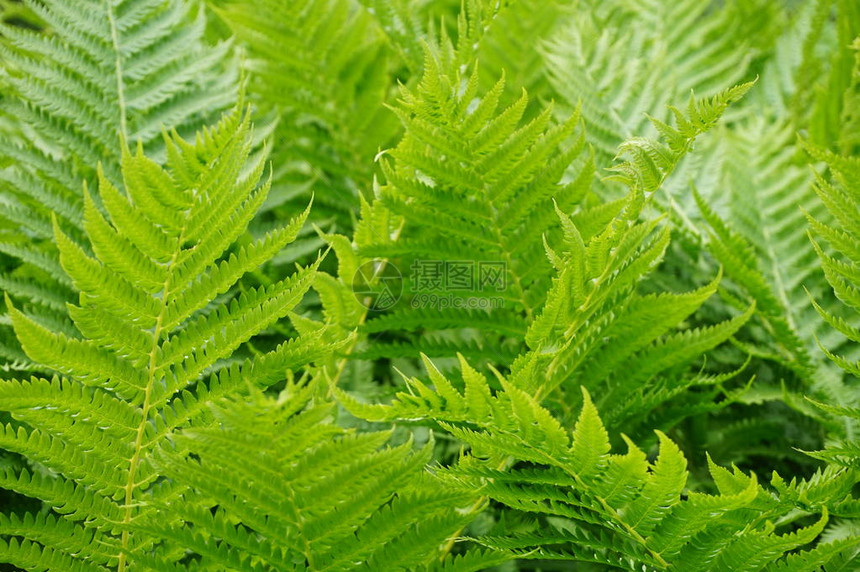 绿色蕨类植物自然图片