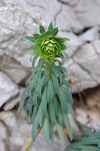 地中海大戟拉丁名Euphorbiacha图片