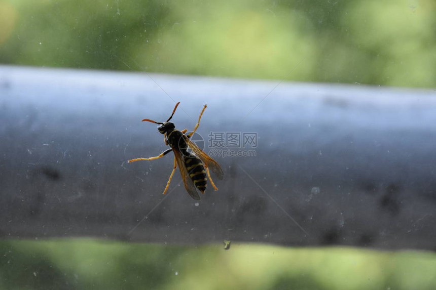 窗户和风景上的黄蜂图片