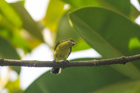 罗辛亚族Cinnyrisjugularis在树上是一种被鸟族捕获的小鸟背景