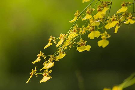 文心兰花有小花和茎高清图片