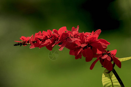 Warszewiczia是茜草科的开花植物它们大多是中美洲和南美洲的热带树木最著名的属是WcoccineaChaconia背景图片