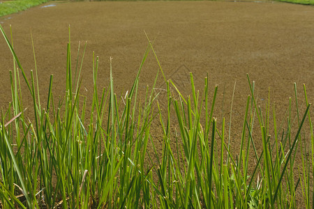稻田附近的草原植物图片
