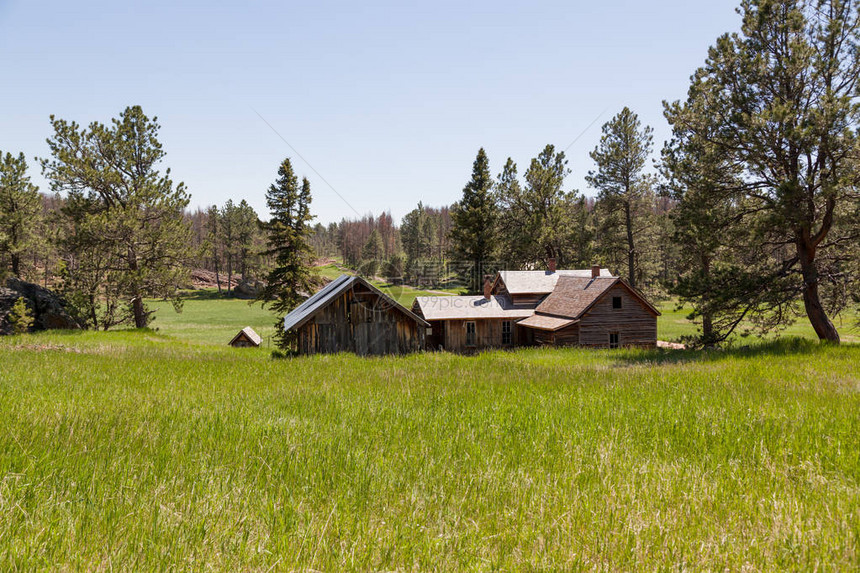 在南达科他州黑山地区的松树林边缘的绿草地上图片