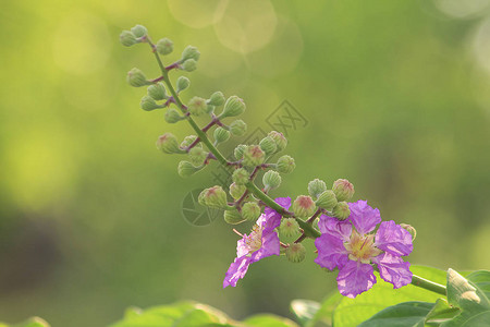 LagerstroemiacalyculataKurz正在开花图片