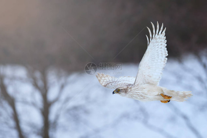冬季景观中飞行的猛禽图片