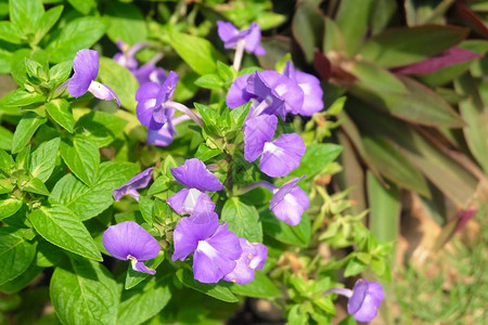 美丽的花朵新鲜的蓝色巴西拉松龙亚马逊蓝夏威夷或奥塔坎图斯Caelo图片