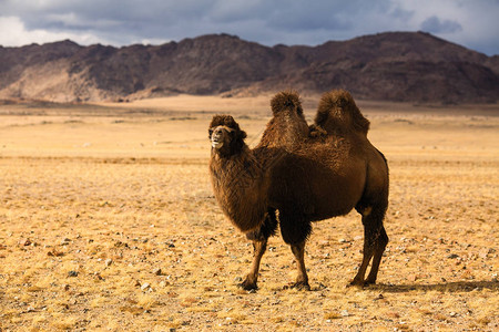 蒙古西部草原上的骆驼图片