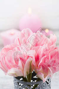 鲜粉红郁金香花用生木图片