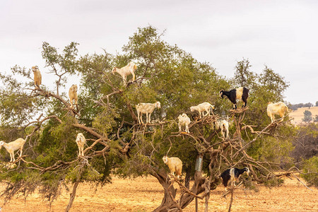 山羊在摩洛哥南部为了吃果子而图片