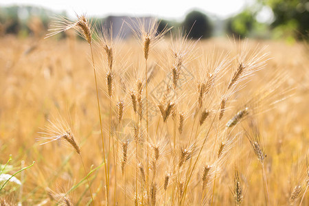 麦田背景模糊金色小麦的关闭美丽的自然日落景图片