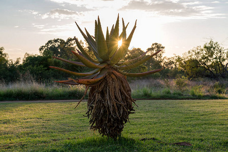 太阳黎明时的AloeVer图片