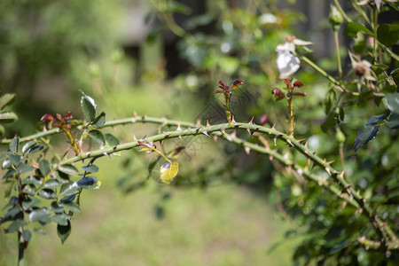 关闭生长在绿色藤蔓上的尖刺背景图片