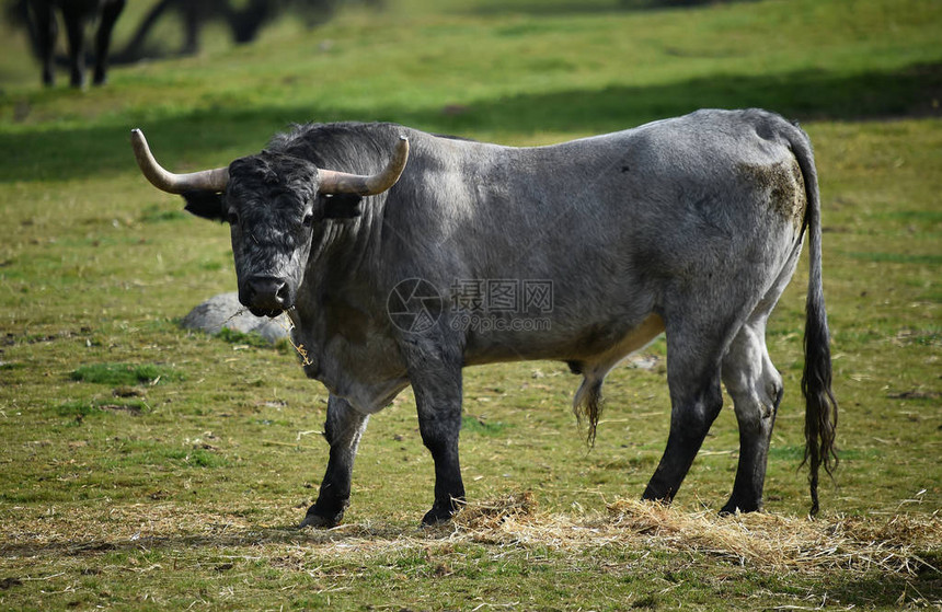 勇敢的公牛在西班牙图片