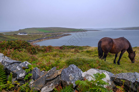 爱尔兰海岸绿草地上棕色图片