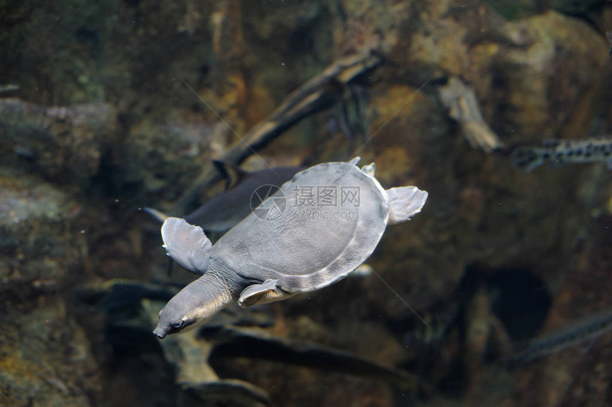 小海龟在游泳图片