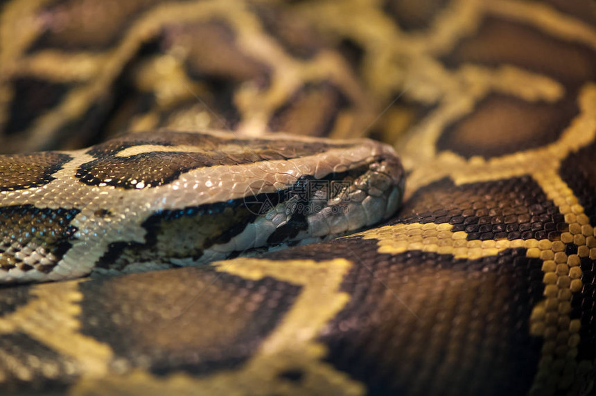 Python蛇在环圈图片