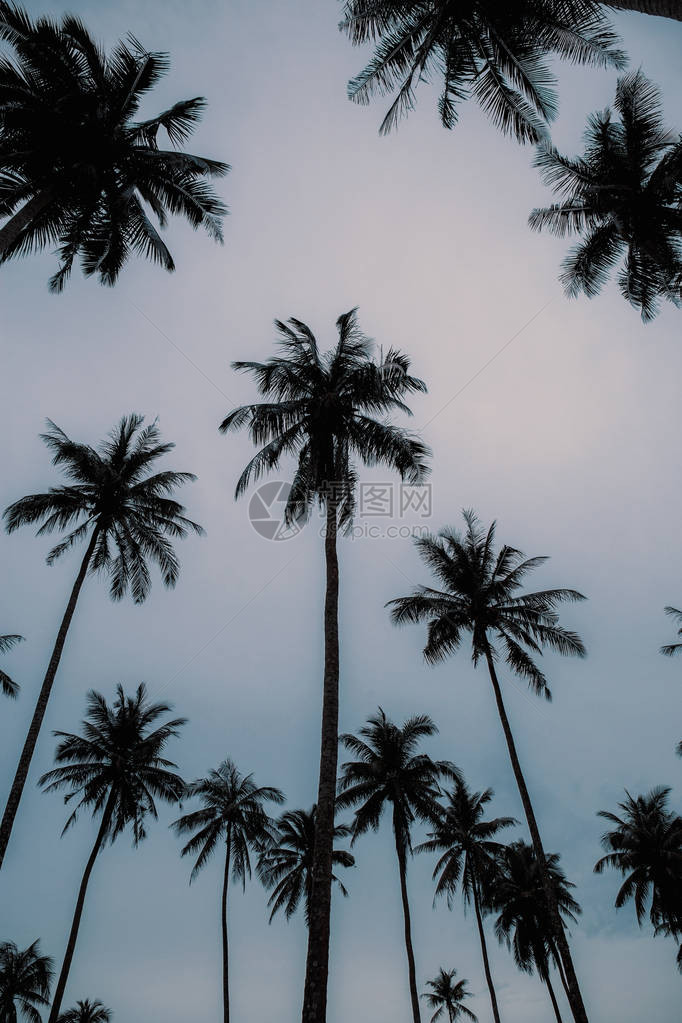 棕榈树在天空的剪影图片
