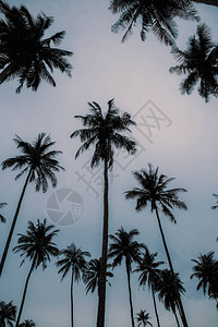 棕榈树在天空的剪影图片