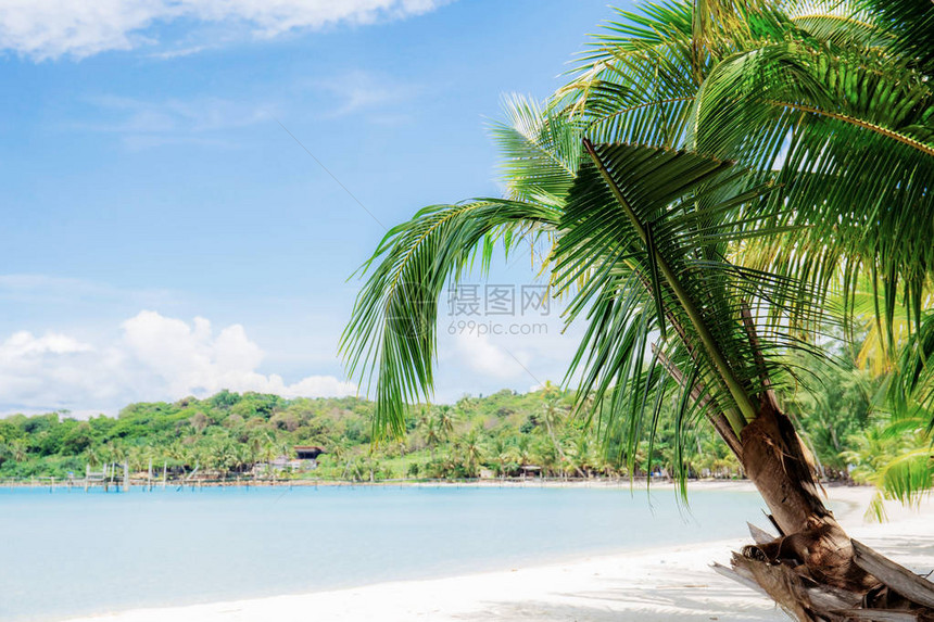 海滩上的棕榈树蓝天上的阳光图片