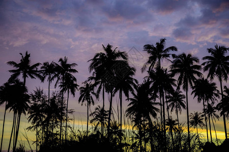 夜间天空背景的棕榈树剪影图片