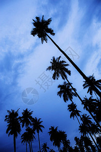 棕榈树在日落时与蓝天的剪影图片