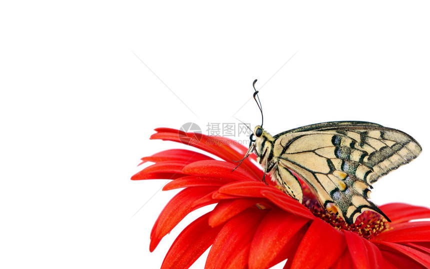 蝴蝶在白色的花朵上格贝拉花燕尾蝴蝶帕皮利奥马恰图片