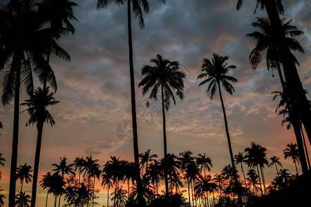 在日落的剪影棕榈树与天空的黑暗图片