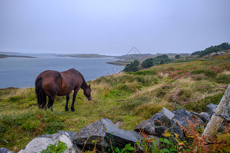 爱尔兰海岸绿草地上棕色图片