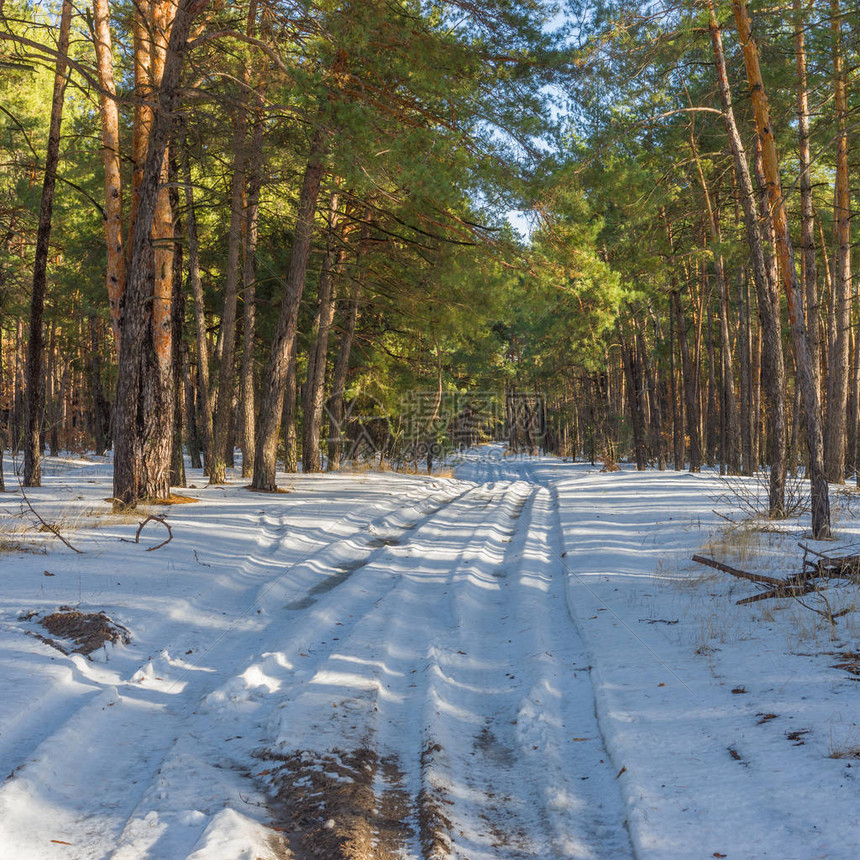 通往冬季松树林图片