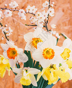 春天的水仙花束和果树的花枝特写图片