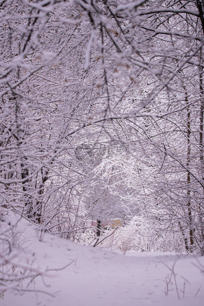 与落雪的冬天风景场面有降雪的仙境森林雪景与圣诞图片