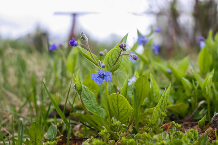 春天公园里的蓝色野花图片