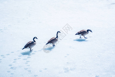 冰水上野鸭图片