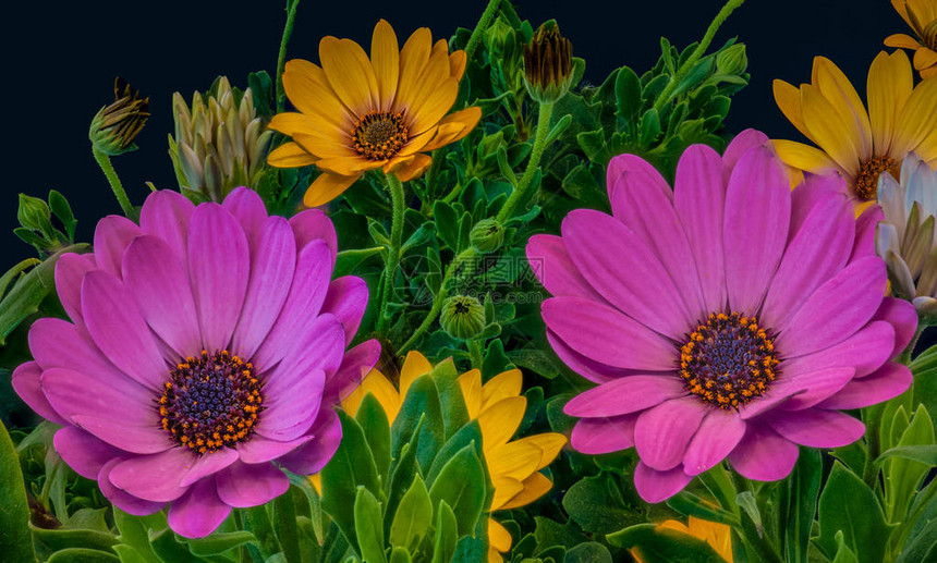 美术静物彩色花卉宏观图像图片