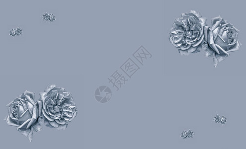 单色硒调美术静物宏对孤立的玫瑰花背景图片