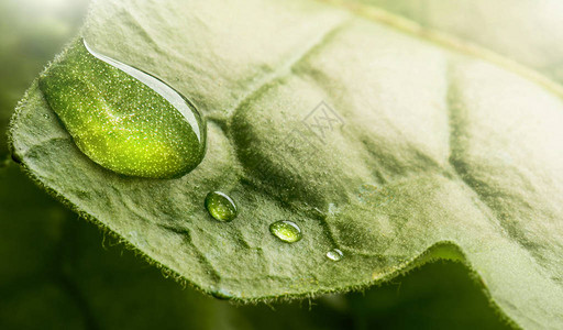 透明雨滴在阳光下闪耀着金子的光图片