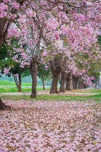 春天公园樱花盛开的风景照图片