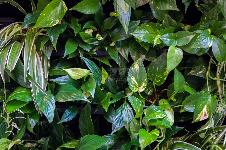 热带绿屋中美丽的绿叶背景植物树叶背图片