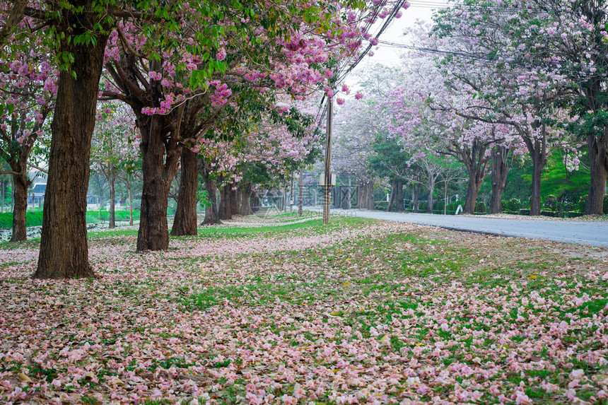 春天公园樱花盛开的风景照图片