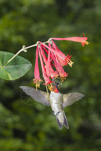 雄红喉蜂鸟图片