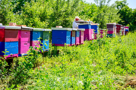 养蜂人正在控制木多彩蜂群和蜜蜂图片