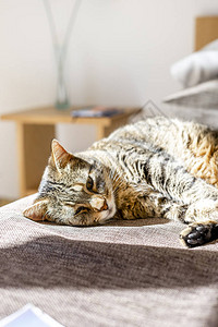 躺在床上晒太阳的棕猫图片