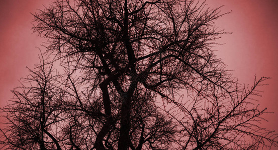 从下方的Gingko树对红色黄昏天空背景冬图片