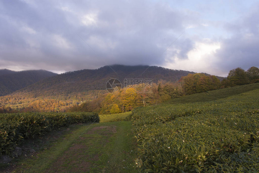 山上的茶叶种植园的全景在上覆图片