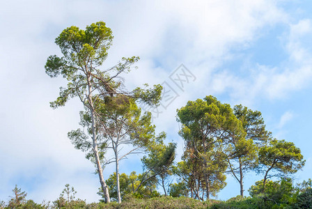 美丽的风景树木在郊区图片