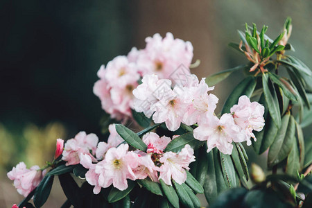 花园中多彩的粉色履带花朵图片